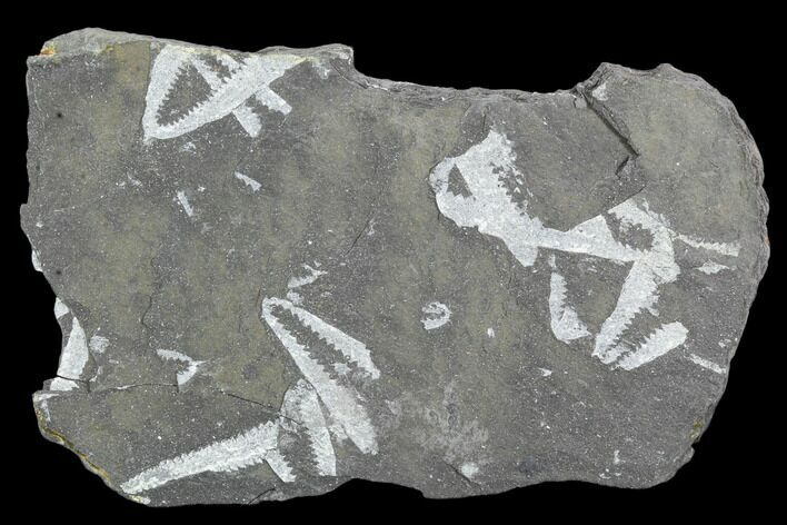 Fossil Graptolite Cluster (Didymograptus) - Great Britain #103481